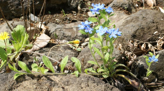 かずらページ 跡見群芳譜(野草譜 ホタルカズラ)